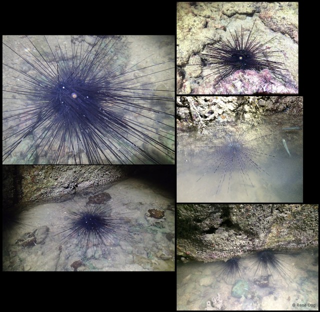 Diadema setosum