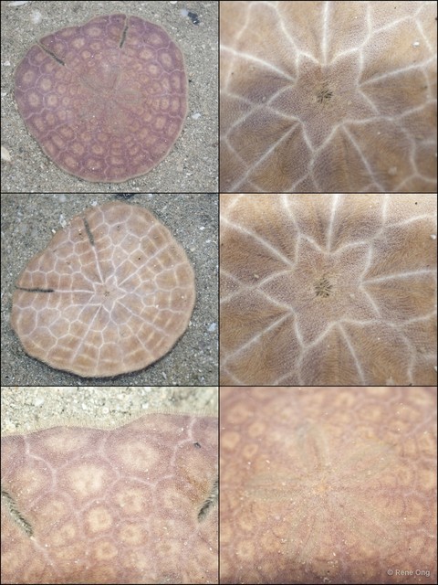 Echinodiscus sp. "58964328" • © Rene Ong • All Rights Reserved