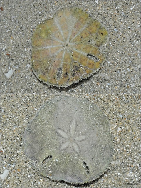 Echinodiscus sp. "5896432b" • © Rene Ong • All Rights Reserved