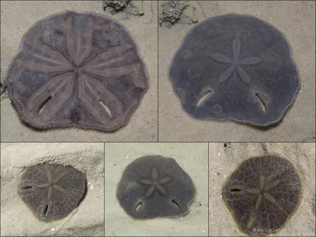 Echinodiscus sp. "5c93b4b7" • © Ria Tan • All Rights Reserved