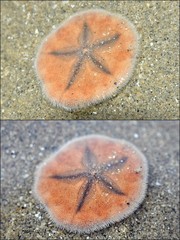 Jacksonaster depressum • © Rene Ong • All Rights Reserved