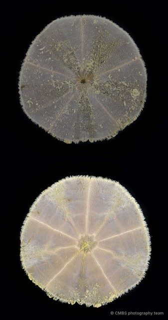 Peronella sp. "fa162367" • © CMBS photography team • All Rights Reserved