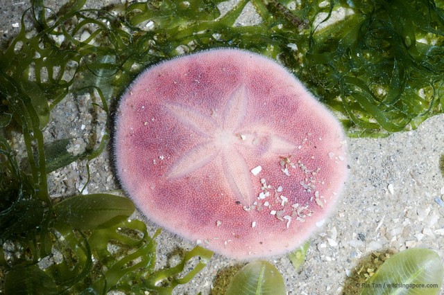 Peronella lesueuri • © Ria Tan • All Rights Reserved