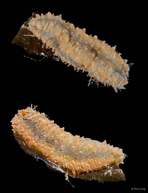 Holothuroidea sp. "Sea cucumber 1" • © Rene Ong • All Rights Reserved