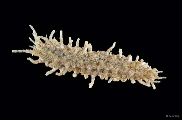 Holothuroidea sp. "Sea cucumber 10" • © Rene Ong • All Rights Reserved