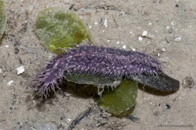 Holothuroidea sp. "Sea cucumber 11" • © Ria Tan • All Rights Reserved