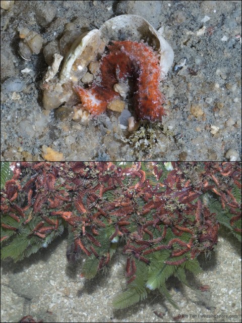 Holothuroidea sp. "Sea cucumber 12" • © Ria Tan • All Rights Reserved