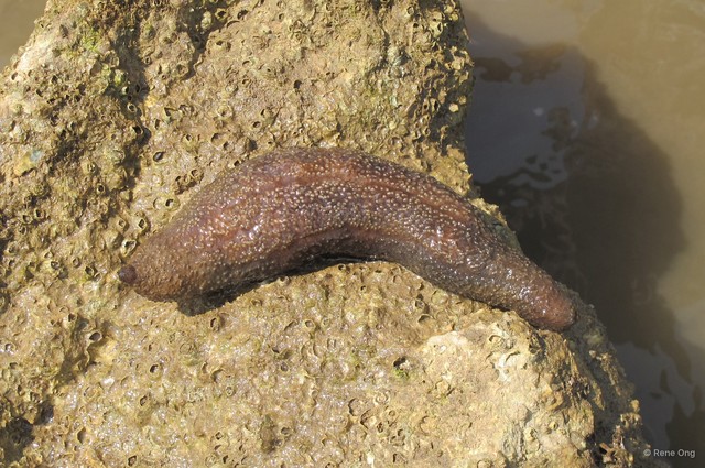 Holothuroidea sp. "Sea cucumber 15" • © Rene Ong • All Rights Reserved