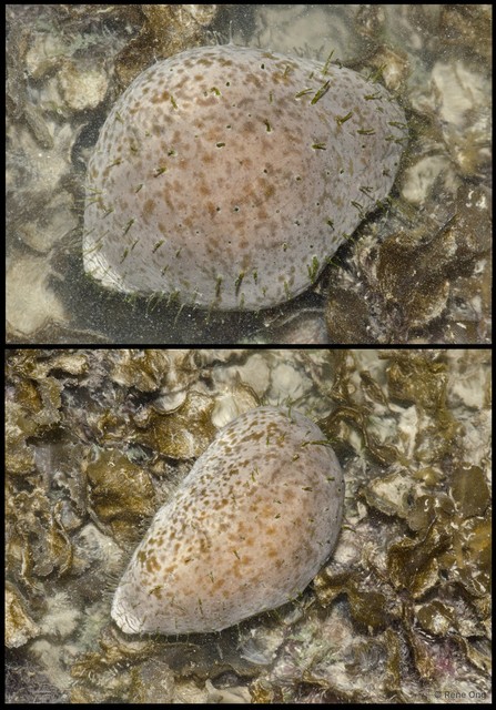 Holothuroidea sp. "Sea cucumber 16" • © Rene Ong • All Rights Reserved