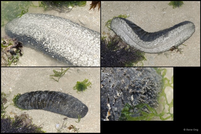 Holothuroidea sp. "Sea cucumber 17" • © Rene Ong • All Rights Reserved