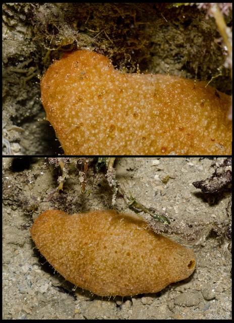 Holothuroidea sp. "Sea cucumber 18" • © Rene Ong • All Rights Reserved