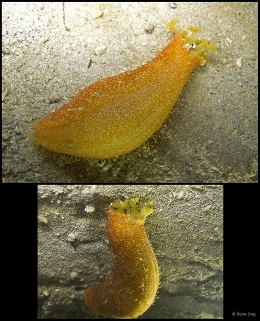 Holothuroidea sp. "Sea cucumber 19" • © Rene Ong • All Rights Reserved