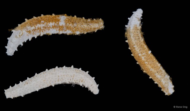 Holothuroidea sp. "Sea cucumber 2" • © Rene Ong • All Rights Reserved