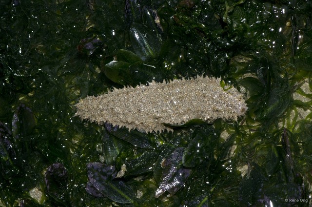 Holothuroidea sp. "Sea cucumber 20" • © Rene Ong • All Rights Reserved