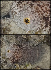 Holothuroidea sp. "Sea cucumber 21"