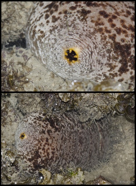 Holothuroidea sp. "Sea cucumber 21" • © Rene Ong • All Rights Reserved