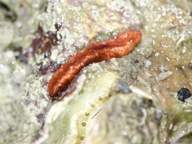 Holothuroidea sp. "Sea cucumber 22" • © Rene Ong • All Rights Reserved