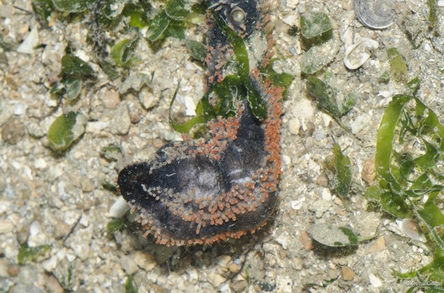 Holothuroidea sp. "Sea cucumber 23" • © Rene Ong • All Rights Reserved