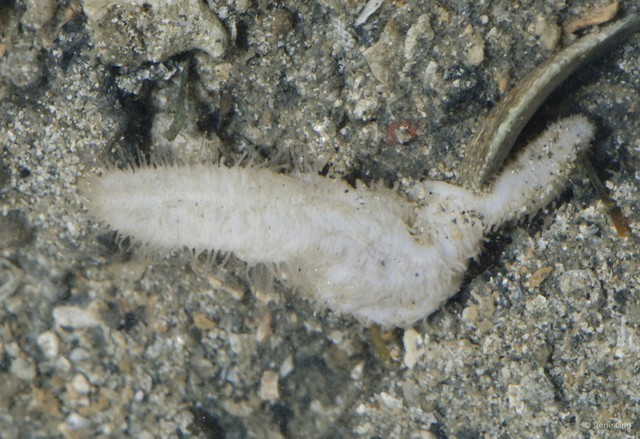 Holothuroidea sp. "Sea cucumber 24" • © Rene Ong • All Rights Reserved
