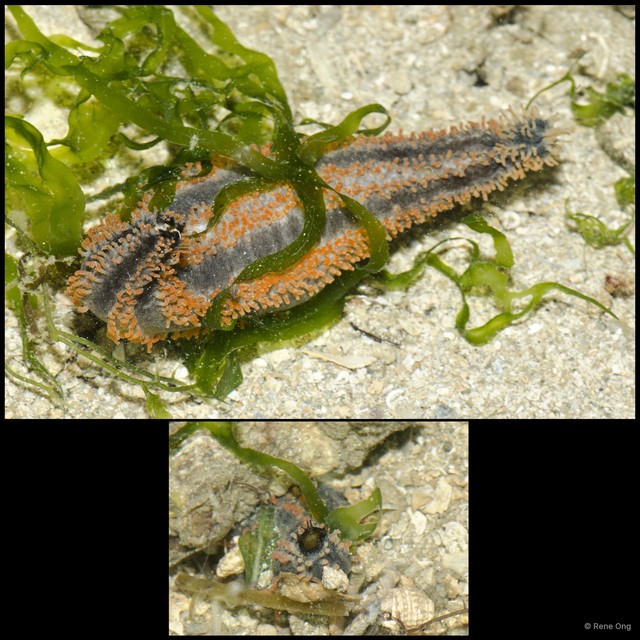 Holothuroidea sp. "Sea cucumber 25" • © Rene Ong • All Rights Reserved