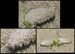 Holothuroidea sp. "Sea cucumber 26"