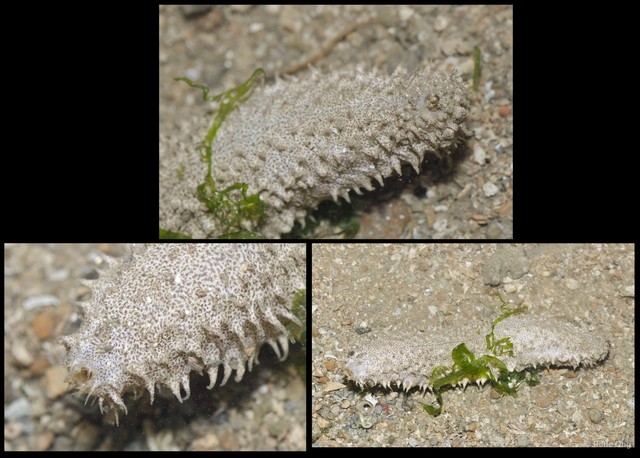 Holothuroidea sp. "Sea cucumber 26" • © Rene Ong • All Rights Reserved