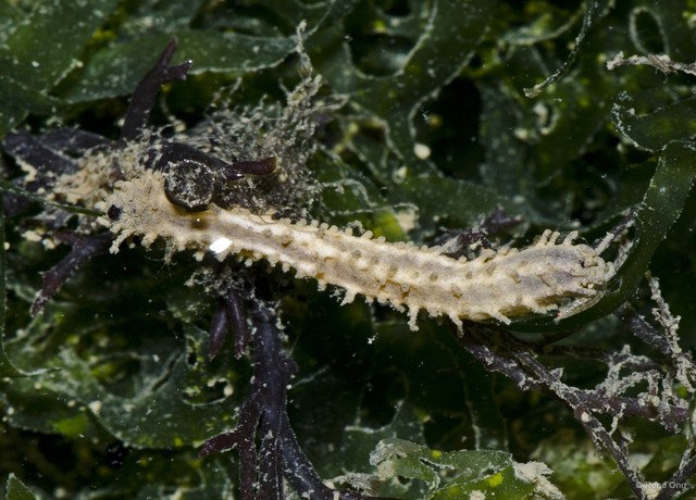 Holothuroidea sp. "Sea cucumber 27" • © Rene Ong • All Rights Reserved