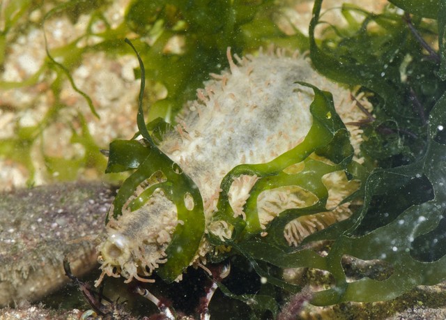 Holothuroidea sp. "Sea cucumber 28" • © Rene Ong • All Rights Reserved