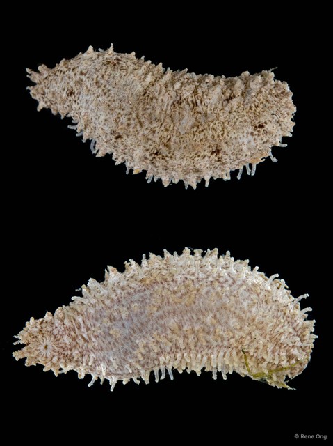 Holothuroidea sp. "Sea cucumber 3" • © Rene Ong • All Rights Reserved