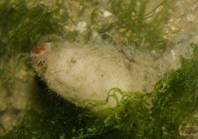 Holothuroidea sp. "Sea cucumber 30" • © Rene Ong • All Rights Reserved