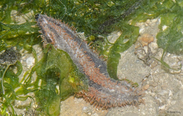Holothuroidea sp. "Sea cucumber 31" • © Rene Ong • All Rights Reserved