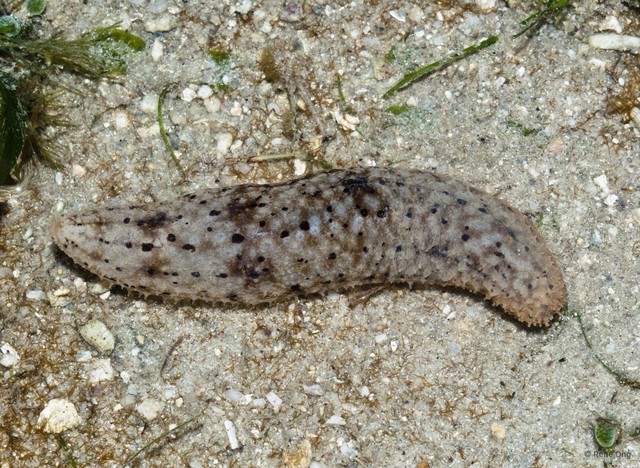 Holothuroidea sp. "Sea cucumber 33" • © Rene Ong • All Rights Reserved
