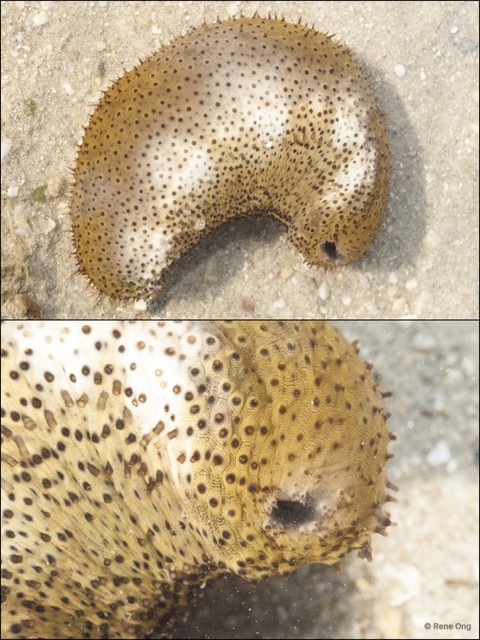 Holothuroidea sp. "Sea cucumber 34" • © Rene Ong • All Rights Reserved