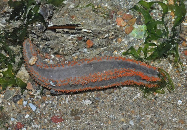 Holothuroidea sp. "Sea cucumber 35" • © Rene Ong • All Rights Reserved