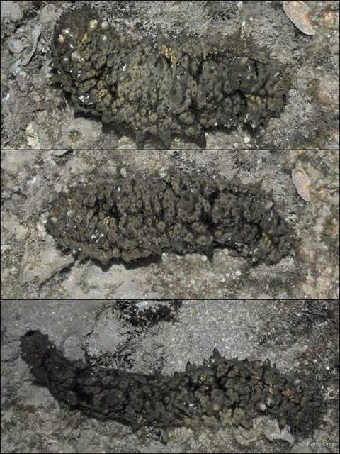 Holothuroidea sp. "Sea cucumber 36" • © Rene Ong • All Rights Reserved