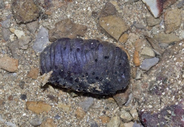Holothuroidea sp. "Sea cucumber 37" • © Rene Ong • All Rights Reserved
