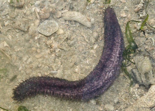 Holothuroidea sp. "Sea cucumber 38" • © Rene Ong • All Rights Reserved