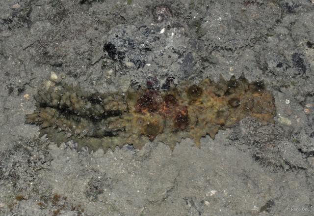Holothuroidea sp. "Sea cucumber 39" • © Rene Ong • All Rights Reserved