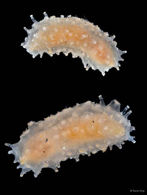 Holothuroidea sp. "Sea cucumber 4" • © Rene Ong • All Rights Reserved
