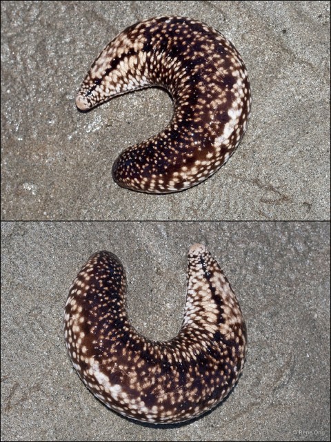 Holothuroidea sp. "Sea cucumber 40" • © Rene Ong • All Rights Reserved