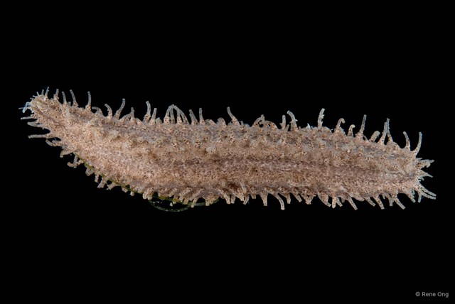 Holothuroidea sp. "Sea cucumber 5" • © Rene Ong • All Rights Reserved