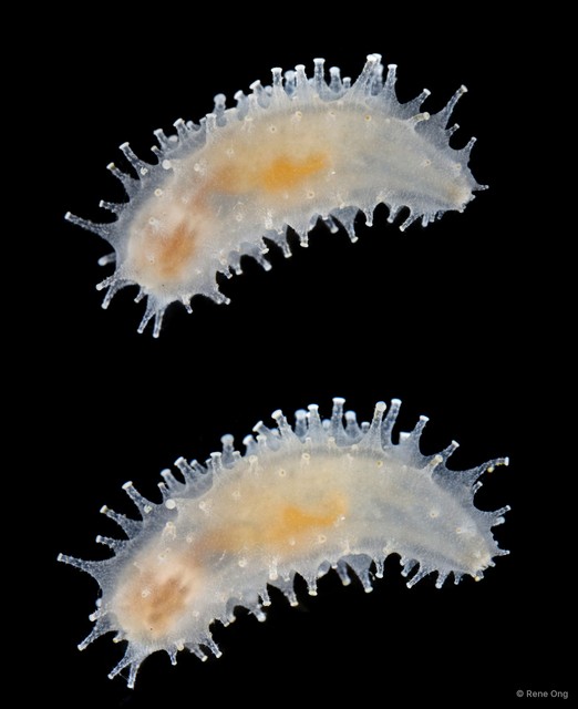 Holothuroidea sp. "Sea cucumber 5415TB1-024" • © Rene Ong • All Rights Reserved