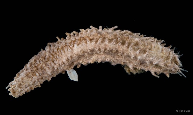 Holothuroidea sp. "Sea cucumber 6" • © Rene Ong • All Rights Reserved