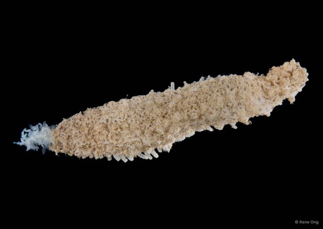 Holothuroidea sp. "Sea cucumber 7" • © Rene Ong • All Rights Reserved