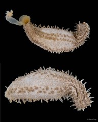 Holothuroidea sp. "Sea cucumber 8"