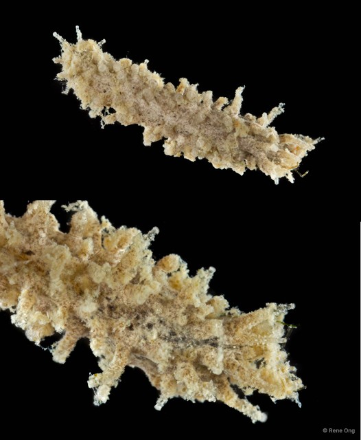 Holothuroidea sp. "Sea cucumber 9" • © Rene Ong • All Rights Reserved