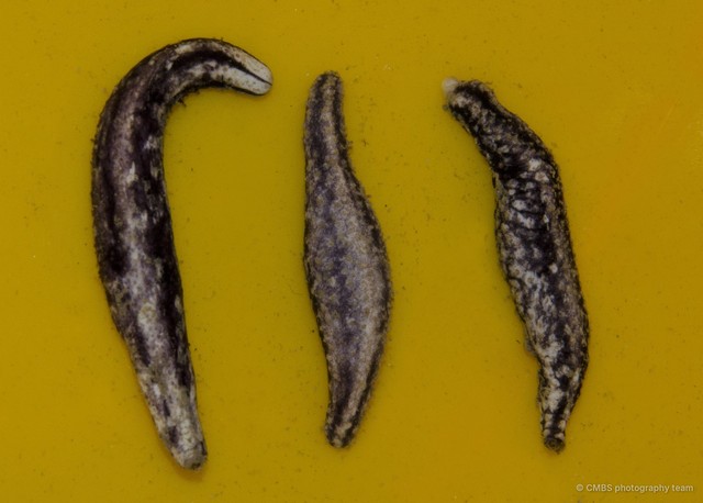 Holothuroidea sp. "Sea cucumber D09" • © CMBS photography team • All Rights Reserved