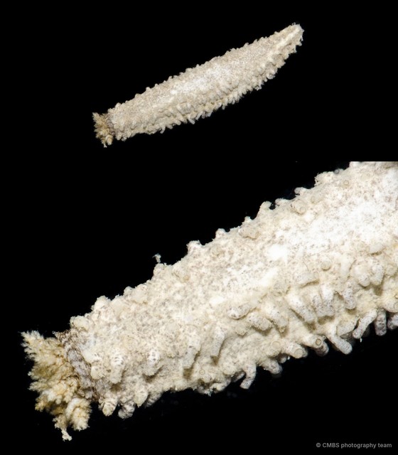 Holothuroidea sp. "Sea cucumber D09B" • © CMBS photography team • All Rights Reserved
