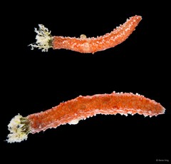 Holothuroidea sp. "Sea cucumber INT-0068A"