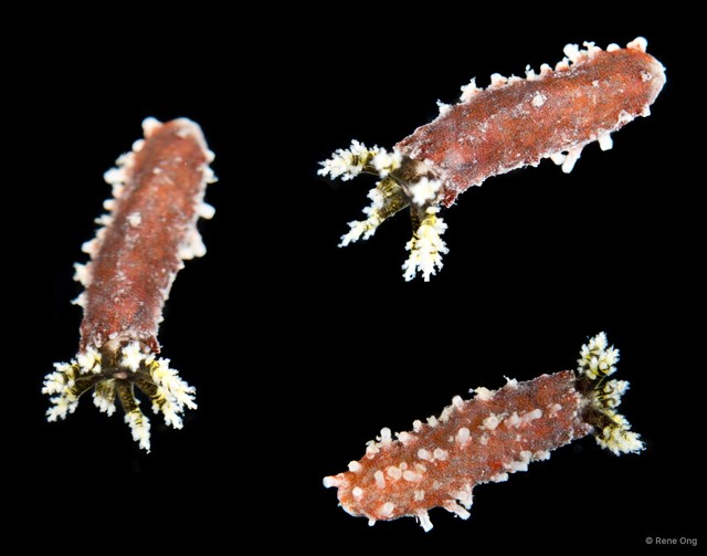 Holothuroidea sp. "Sea cucumber INT-0068B" • © Rene Ong • All Rights Reserved